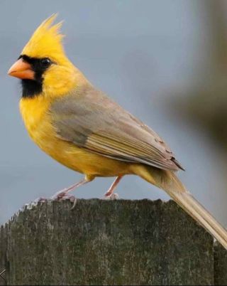 Птица желтогрудка