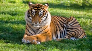 Кошка тигр порода