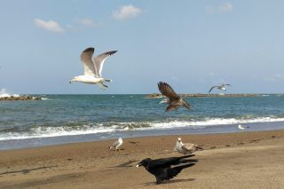 Птицы морского побережья