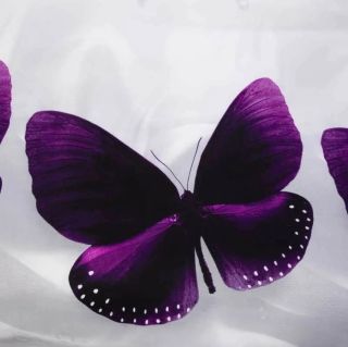 Пурпурная бабочка