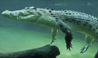 Кавказский крокодил
