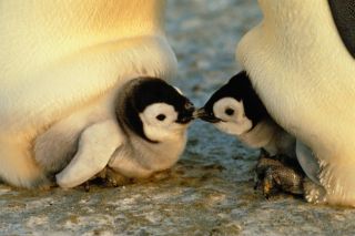 Новорожденный пингвин