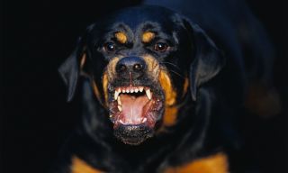 Самые устрашающие породы собак