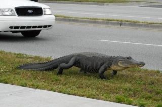 Флорида крокодилы