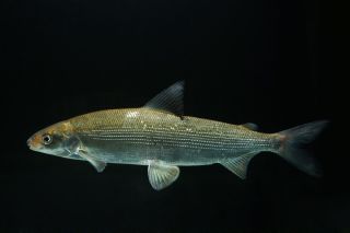 Рыба амурский омуль