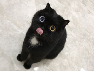 Черный породистый кот