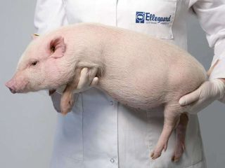 Кожные заболевания свиней