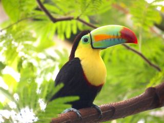Тропическая птица с большим клювом