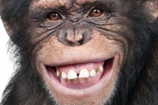 Смешные лица обезьян