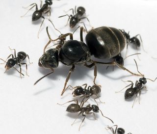 Матка муравья лазиус нигер
