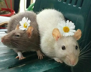 Две красивые крысы
