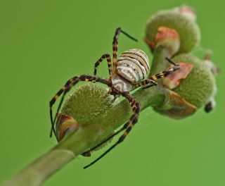 Зеленый паук кругопряд