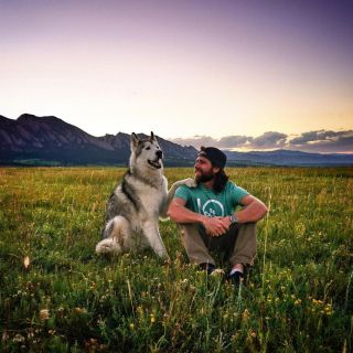 Аляскинский волк