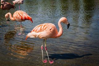 Фламинго водоплавающая птица