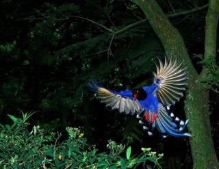 Самец синей райской птицы