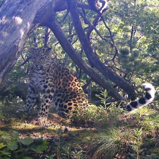 Леопард в тайге