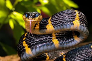 Красивые ядовитые змеи