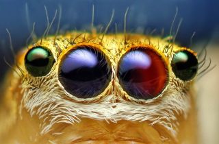 Фасеточные глаза у пауков