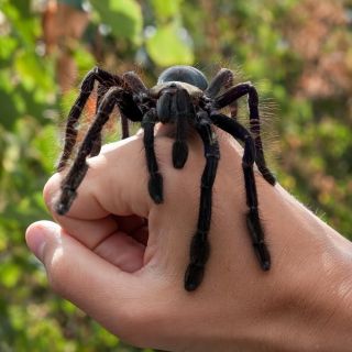 Гигантский паук тарантул
