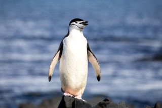 Золотоволосый пингвин в антарктиде