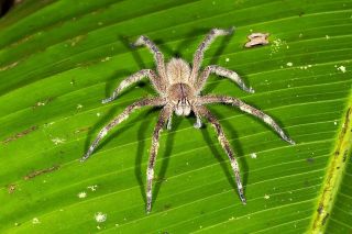 Тропический паук педипальпида