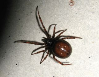 Черный паук с коричневым брюшком