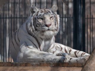 Белый тигр зверь
