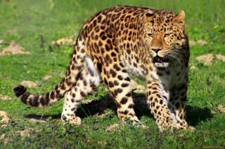Переднеазиатский кавказский леопард