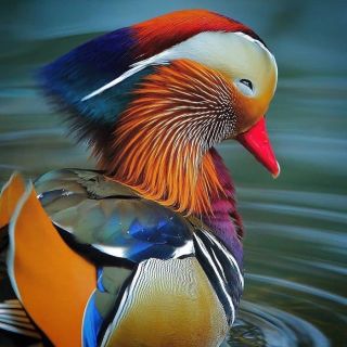 Самые яркие и красивые птицы
