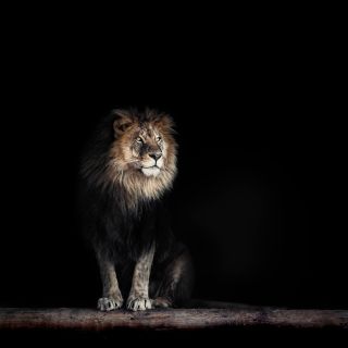Лев в темноте
