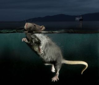 Крыса в реке