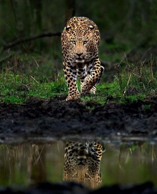 Леопарды в дикой природе