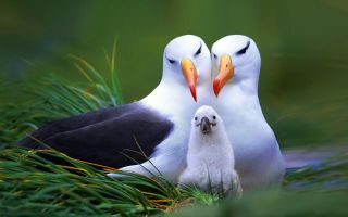 Королевский альбатрос птица