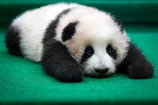 Самая красивая панда