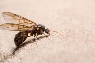Насекомые муравьи с крыльями