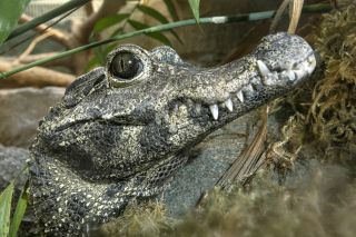 Тупорылый африканский крокодил
