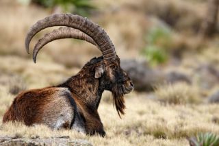 Эфиопский козел