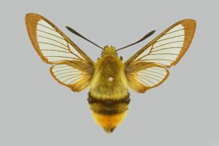 Бабочка бражник шмелевидка