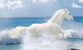 Белая лошадь в океане