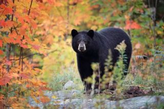 Черный медведь в лесу