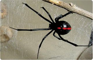 Черная вдова паук самка