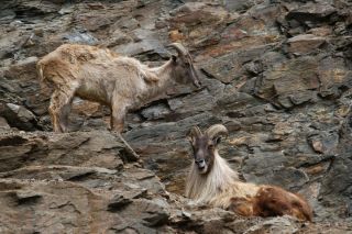 Гималайский горный козел