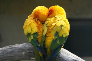 Лучшие попугаи