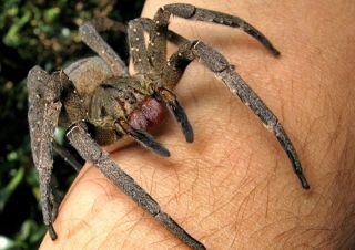 Африканский странствующий паук