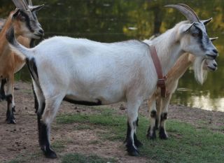 Зонгвейская порода коз