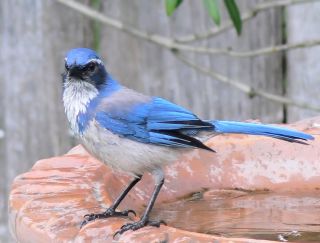 Птица с голубым окрасом