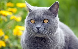 Британская короткошерстная кошка шартрез