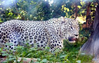 Краснодарский леопард