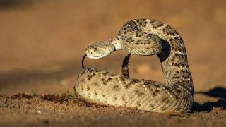 Техасский гремучник змея