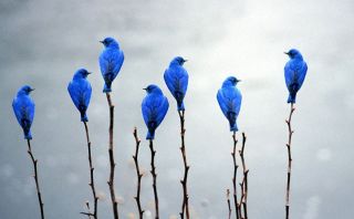 Голубая грандала птица